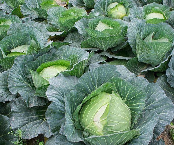 کمبود مواد مغذی در کلم