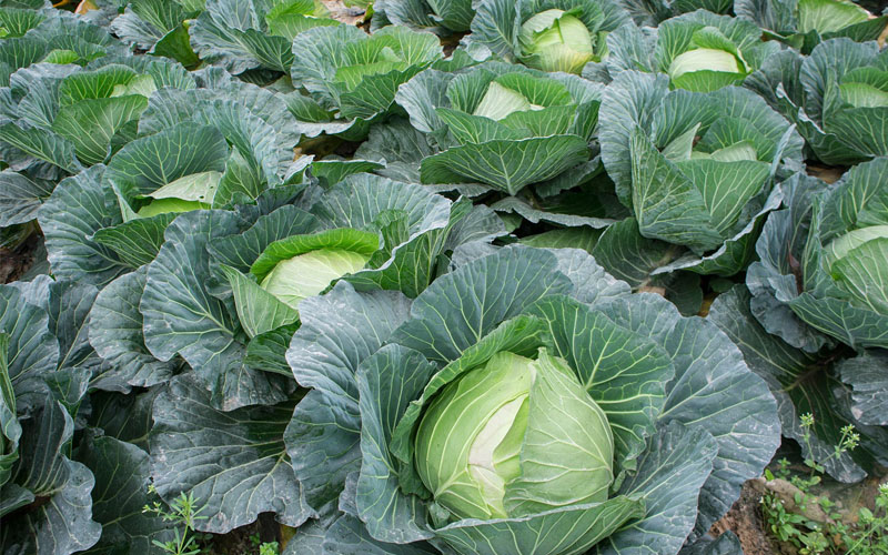 کمبود مواد مغذی در کلم