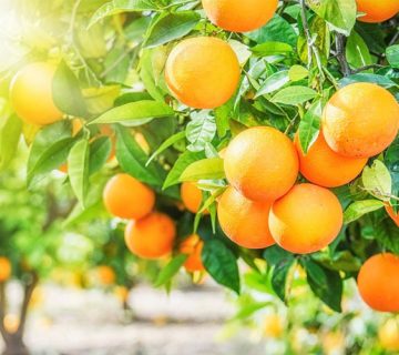 کمبود مواد مغذی در مرکبات