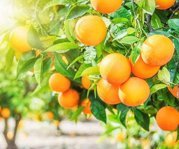 کمبود مواد مغذی در مرکبات