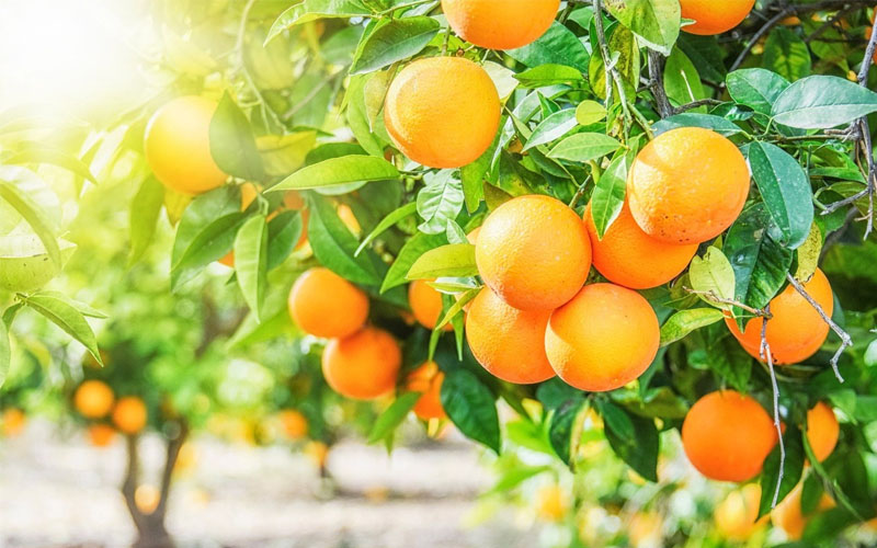 کمبود مواد مغذی در مرکبات