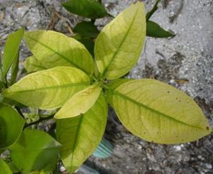 Nutrient deficiencies in citrus fruits