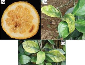 Nutrient deficiencies in citrus fruits