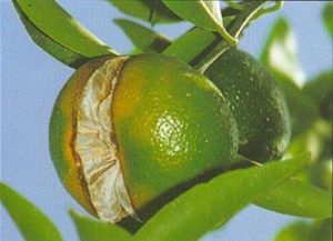 Nutrient deficiencies in citrus fruits