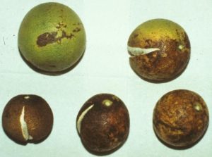 Nutrient deficiencies in citrus fruits