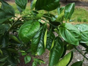Nutrient deficiencies in citrus fruits