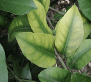 Nutrient deficiencies in citrus fruits