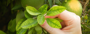 Nutrient deficiencies in citrus fruits