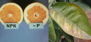 Nutrient deficiencies in citrus fruits