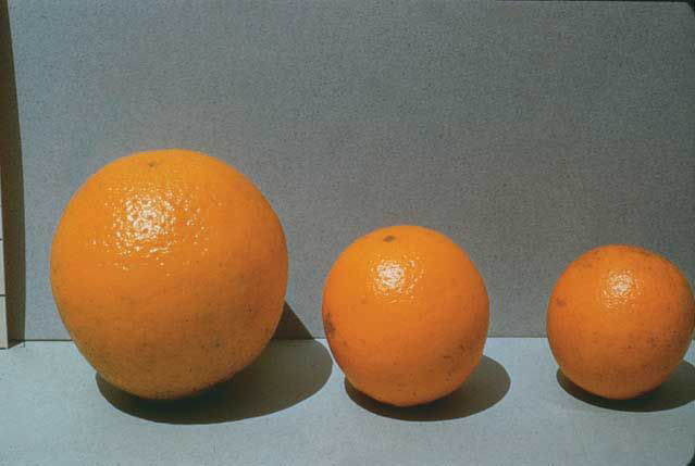 Nutrient deficiencies in citrus fruits