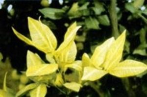 Nutrient deficiencies in citrus fruits