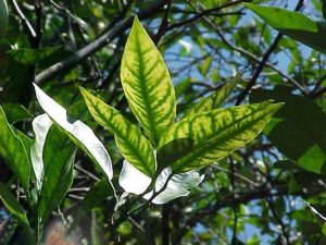 Nutrient deficiencies in citrus fruits