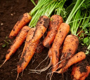 کمبود مواد مغذی در هویج