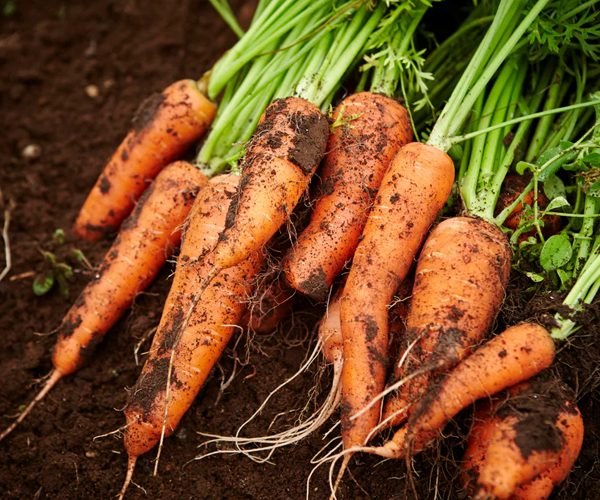 کمبود مواد مغذی در هویج