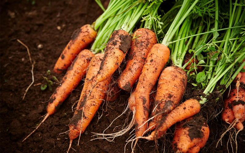کمبود مواد مغذی در هویج
