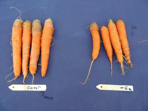 کمبود مواد مغذی در هویج