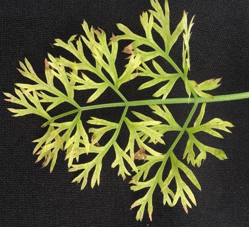 کمبود مواد مغذی در هویج