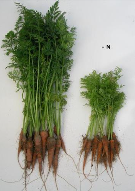 کمبود مواد مغذی در هویج