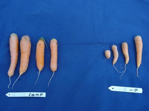 کمبود مواد مغذی در هویج