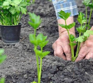 کمبود مواد مغذی در کرفس