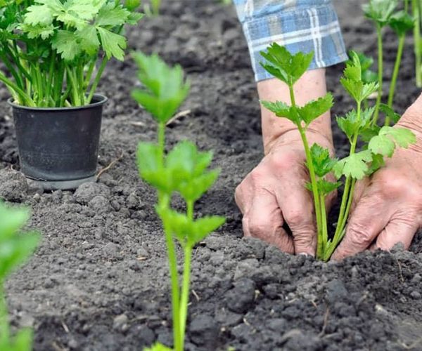 کمبود مواد مغذی در کرفس