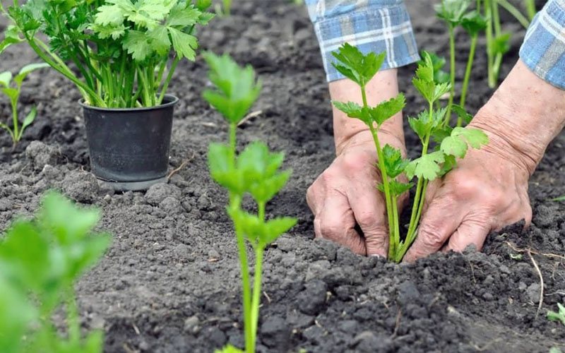 کمبود مواد مغذی در کرفس