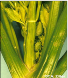 Nutrient deficiencies in celery