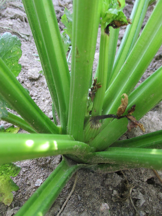 Nutrient deficiencies in celery