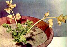 Nutrient deficiencies in celery