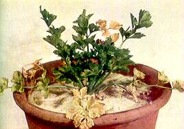 Nutrient deficiencies in celery