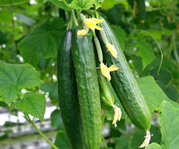 کمبود مواد مغذی در خیار