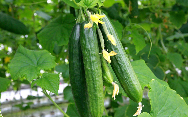 کمبود مواد مغذی در خیار