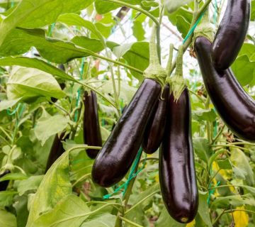 کمبود مواد مغذی در بادمجان