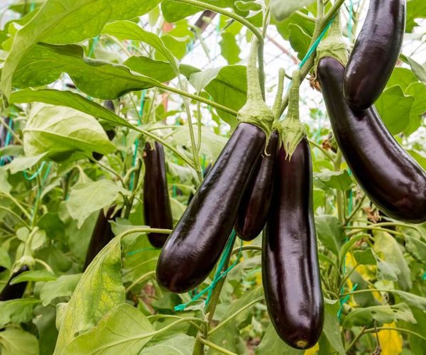 کمبود مواد مغذی در بادمجان