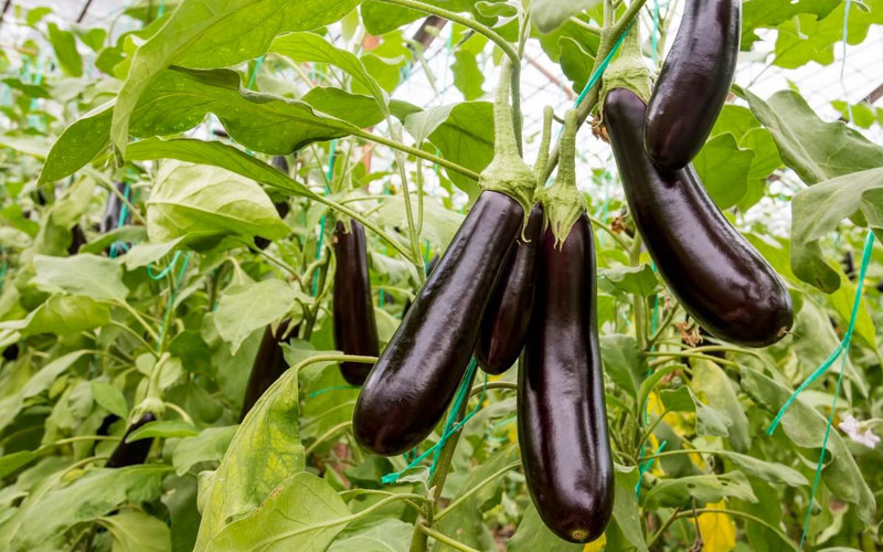 کمبود مواد مغذی در بادمجان