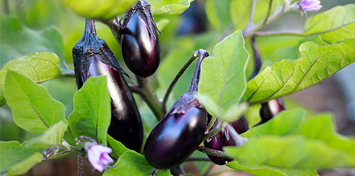 کمبود مواد مغذی در بادمجان