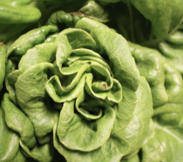 کمبود مواد مغذی در کاهو