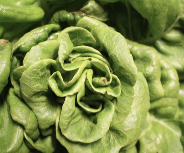 کمبود مواد مغذی در کاهو