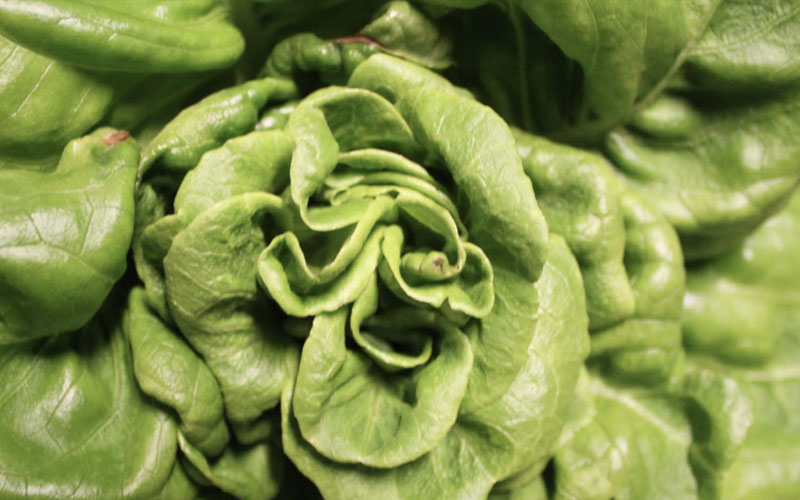 کمبود مواد مغذی در کاهو