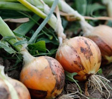 کمبود مواد مغذی در پیاز