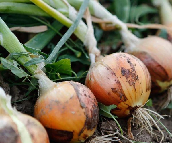 کمبود مواد مغذی در پیاز