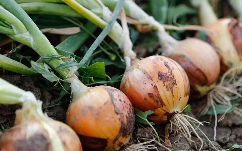 کمبود مواد مغذی در پیاز