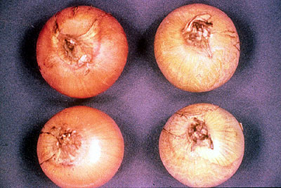 Nutrient Deficiency in Onions