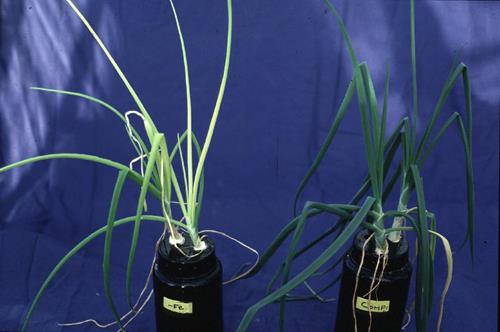 Nutrient Deficiency in Onions