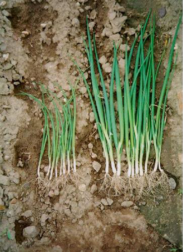 Nutrient Deficiency in Onions