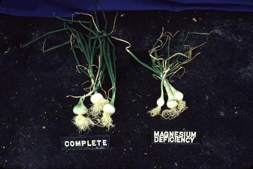 Nutrient Deficiency in Onions