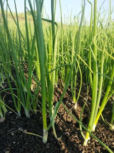 Nutrient Deficiency in Onions
