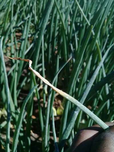Nutrient Deficiency in Onions