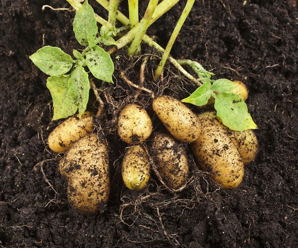 کمبود مواد مغذی در سیب زمینی