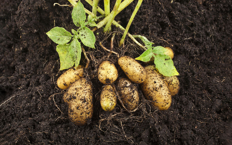 کمبود مواد مغذی در سیب زمینی